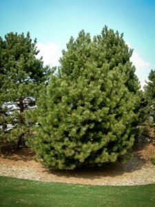 Сосна Чёрная (Pinus Nigra) купить по цене от 270.00р. в интернет-магазине «Посадика» с доставкой почтой в в Кунгуре и по всей России – [изображение №1].