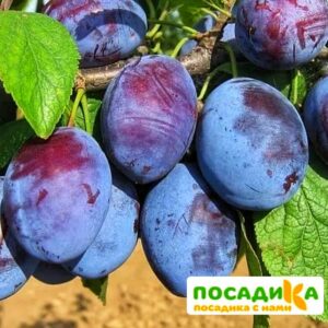 Слива Чачакская ранняя купить по цене от 229.00р. в интернет-магазине «Посадика» с доставкой почтой в в Кунгуре и по всей России – [изображение №1].