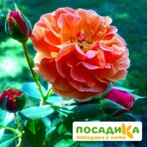 Роза Арабия купить по цене от 350.00р. в интернет-магазине «Посадика» с доставкой почтой в в Кунгуре и по всей России – [изображение №1].