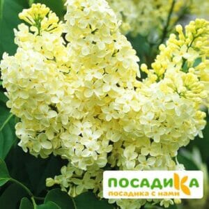 Сирень Примроуз (Primrose) купить по цене от 529.00р. в интернет-магазине «Посадика» с доставкой почтой в в Кунгуре и по всей России – [изображение №1].