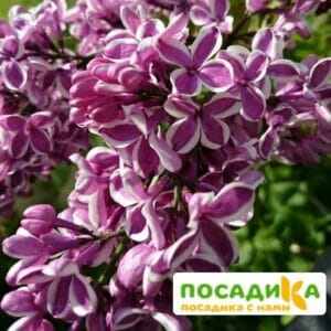 Сирень Сенсация купить по цене от 529.00р. в интернет-магазине «Посадика» с доставкой почтой в в Кунгуре и по всей России – [изображение №1].