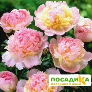 Пион Распберри Сандей (Paeonia Raspberry Sundae) купить по цене от 959р. в интернет-магазине «Посадика» с доставкой почтой в в Кунгуре и по всей России – [изображение №1].