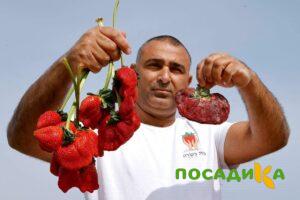 Клубника Гигант Джорнея купить по цене от 266р. в интернет-магазине «Посадика» с доставкой почтой в в Кунгуре и по всей России – [изображение №1].
