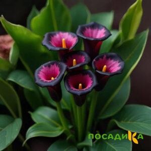 Калла Аура Лейс купить по цене от 400р. в интернет-магазине «Посадика» с доставкой почтой в в Кунгуре и по всей России – [изображение №1].