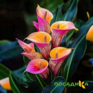 Калла Оникс купить по цене от 450р. в интернет-магазине «Посадика» с доставкой почтой в в Кунгуре и по всей России – [изображение №1].
