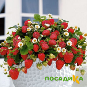 Клубника Рубиновый Шепот (горшечная) купить по цене от 240р. в интернет-магазине «Посадика» с доставкой почтой в в Кунгуре и по всей России – [изображение №1].