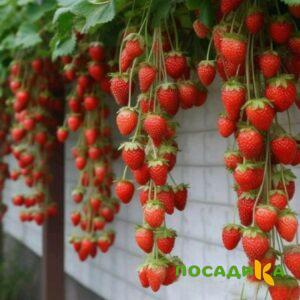 Клубника вьющаяся Комплимент купить по цене от 470р. в интернет-магазине «Посадика» с доставкой почтой в в Кунгуре и по всей России – [изображение №1].