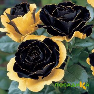 Роза Ханни Сикл купить по цене от 700р. в интернет-магазине «Посадика» с доставкой почтой в в Кунгуре и по всей России – [изображение №1].