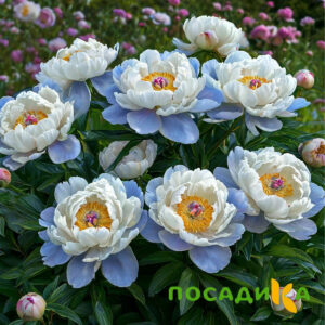 Пион акварельный Этюд купить по цене от 806р. в интернет-магазине «Посадика» с доставкой почтой в в Кунгуре и по всей России – [изображение №1].