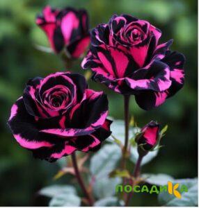 Роза Багровый Шепот купить по цене от 366р. в интернет-магазине «Посадика» с доставкой почтой в в Кунгуре и по всей России – [изображение №1].