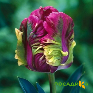 Тюльпан Экзотик Хэвен купить по цене от 186р. в интернет-магазине «Посадика» с доставкой почтой в в Кунгуре и по всей России – [изображение №1].