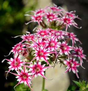 Флокс Метельчатый Путь купить по цене от 456р. в интернет-магазине «Посадика» с доставкой почтой в в Кунгуре и по всей России – [изображение №1].