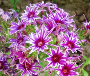 Флокс Звездное Кружево купить по цене от 361р. в интернет-магазине «Посадика» с доставкой почтой в в Кунгуре и по всей России – [изображение №1].